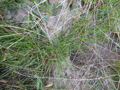 Festuca richardsonii