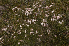 Chamelaucium uncinatum