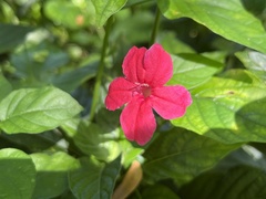 Ruellia elegans