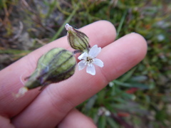 Silene involucrata
