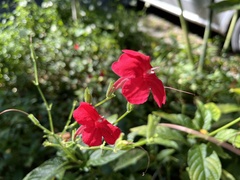 Ruellia elegans