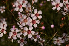 Chamelaucium uncinatum