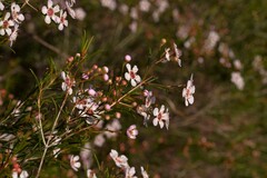 Chamelaucium uncinatum