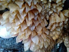 Muricidae