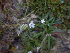 Silene involucrata