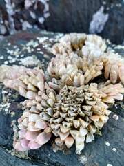 Muricidae