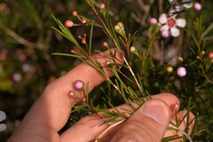 Chamelaucium uncinatum