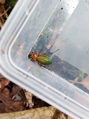 Carabus auronitens