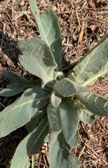 Verbascum thapsus