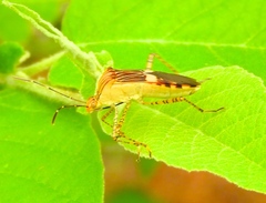 Hypselonotus lineatus