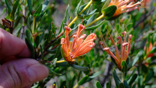 Image of Lambertia multiflora by (c) Peter Crowcroft, some rights reserved (CC BY)