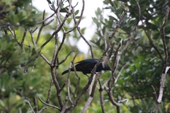 Prosthemadera novaeseelandiae novaeseelandiae