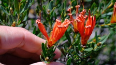 Lambertia multiflora