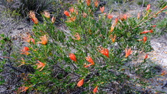 Lambertia multiflora