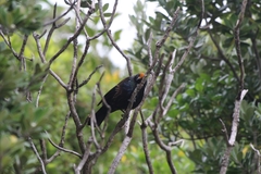 Prosthemadera novaeseelandiae novaeseelandiae