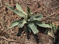 Verbascum thapsus