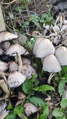 Coprinopsis