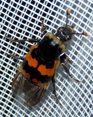 Nicrophorus vespillo