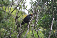 Prosthemadera novaeseelandiae novaeseelandiae