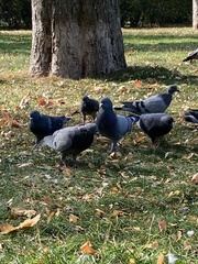Columba livia domestica