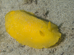 Doriopsilla carneola