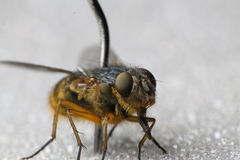Calliphora hilli