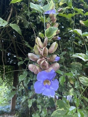 Thunbergia