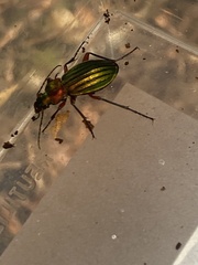 Carabus auronitens