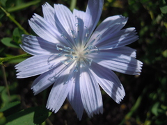 Cichorium