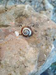 Pseudotachea splendida