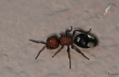 Mutilla quinquemaculata