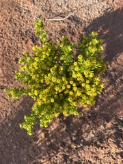 Kippistia suaedifolia