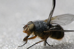 Calliphora hilli