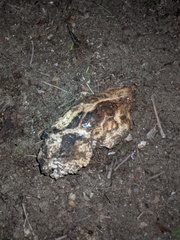 Laetiporus gilbertsonii