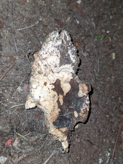 Laetiporus gilbertsonii