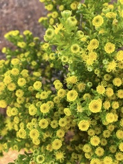 Kippistia suaedifolia