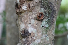 Aenetus virescens