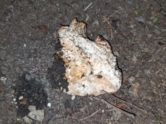 Laetiporus gilbertsonii