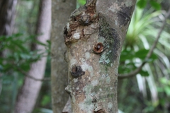 Aenetus virescens