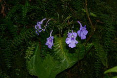 Streptocarpus