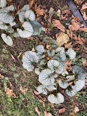 Brunnera macrophylla