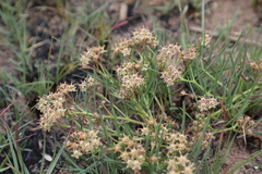 Asclepias stellifera