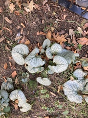 Brunnera macrophylla