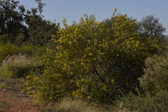 Acacia blakelyi