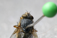Calliphora hilli