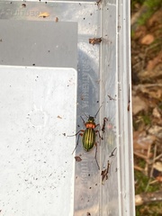 Carabus auronitens