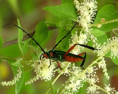 Plinthocoelium chilense