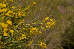 Acacia blakelyi
