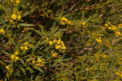 Acacia blakelyi