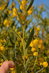 Acacia blakelyi